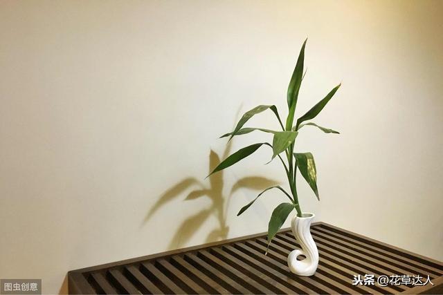 家里常养的6种高贵、上档次的植物，快看看你养了吗