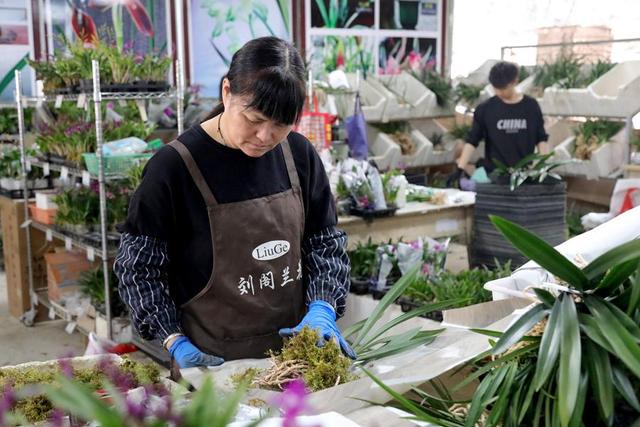 福建南靖兰花触“网” 香飘致远绽放“美丽经济”