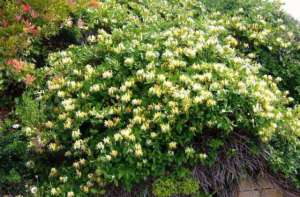 室内养殖金银花(盆栽金银花，皮实好养根系壮，挖一棵做盆景，苍劲古朴花满盆)