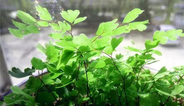 学会这么给花浇水，花长的更旺盛