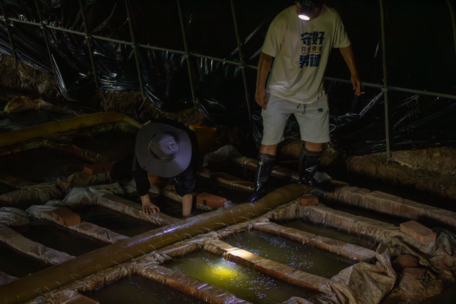 全国唯一淡水珍珠科技小院超40度，他们套着下水裤，孕育珍珠蚌