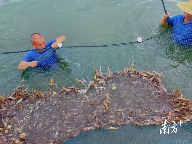 梅州：治“荒”有方，粮食满仓｜土地不撂荒 发展有希望⑧