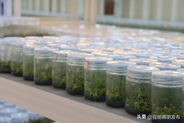 花艺新宠！嵩明有个食虫植物“千奇王国”