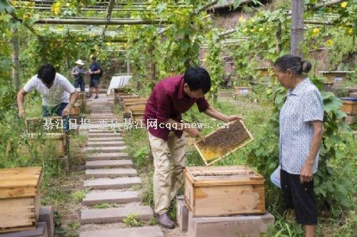 綦江中峰镇全力打造全市中蜂养殖第一乡村