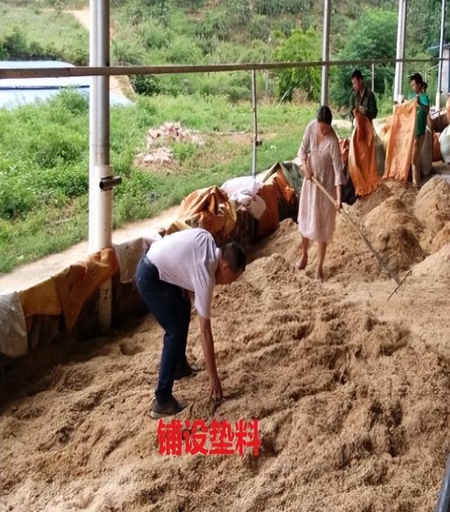 广西这个牛场运用发酵床与生物发酵技术，轻松解决养殖场各种问题