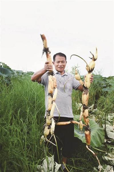 “藕虾书记”带领村民“一水双收”