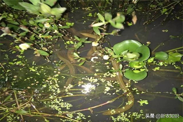 稻田生态养殖黄鳝技术，养殖黄鳝，其实并不是很难