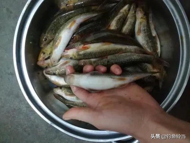 南盘江，一个急流险滩暗礁多的河，河里的“猪嘴鱼”真的绝迹了？