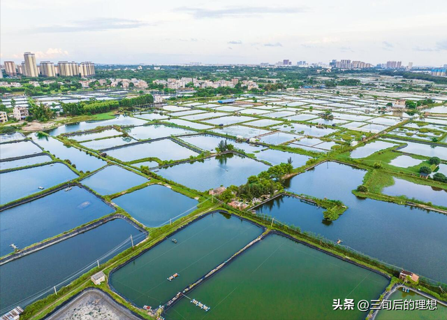 好水养好虾，从零开始的青虾养殖指南，实现高产高质的养殖环境