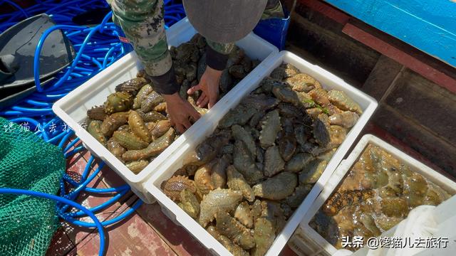 实拍威海海参打捞，如何分辨野生还是养殖？海参排泄物居然能吃