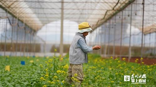 昆明有个全国最大的有机蔬菜盒马村 这的庄稼人年轻了20岁