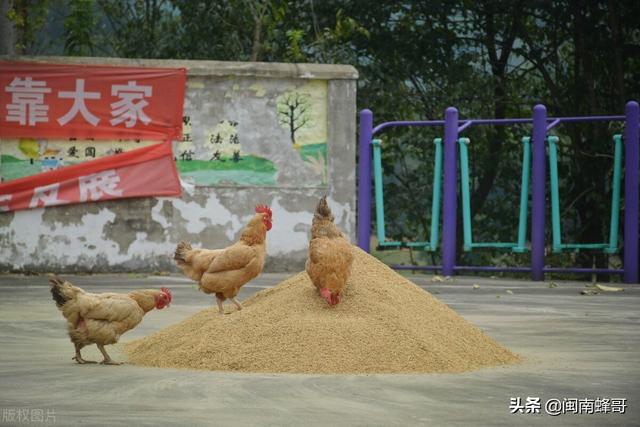 小投资、回报快、低风险的农业项目，蜜蜂土鸡混养技术，我看行