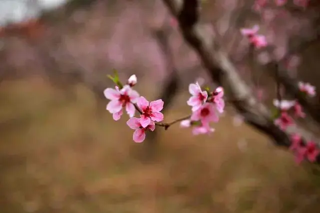 济南发布“特色林果”赏花地图 10余种花、40处赏花地等你来赏