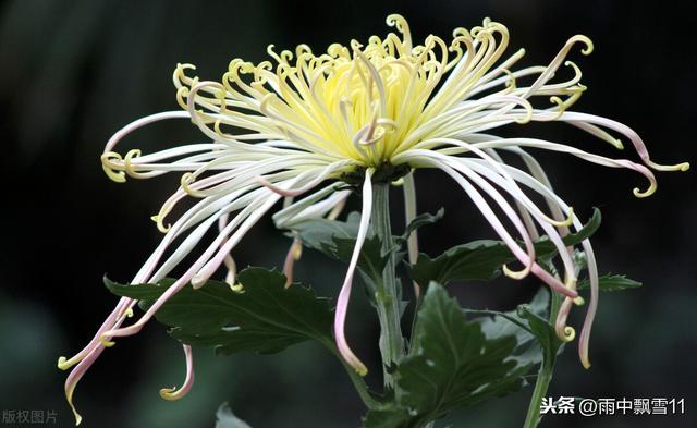 盆栽养殖独本菊，做好这几点，植株长势旺，每年开花都鲜艳