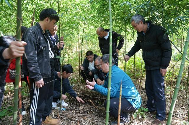 昭通威信：方竹产业绿了山头富了民