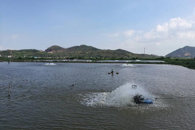 养殖鳗鱼注意什么，放养注意水温跟溶解氧，投喂注意固定时间