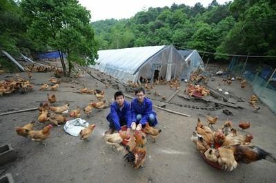 从一个不成功的农村生态土鸡养殖人的养殖经历中得到的教训和启示