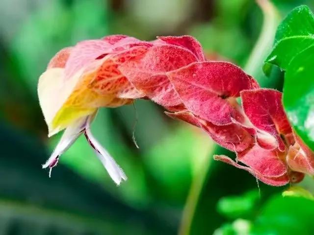 分享外形独特，花姿优美，色彩艳丽，层层叠叠的虾衣花