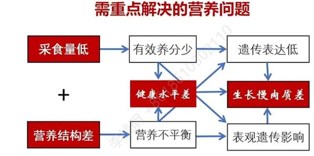 【听课笔记】陈代文教授：生猪高效养殖3F系统营养技术