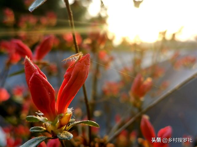 种植映山红，做好这4条，开花就不会少