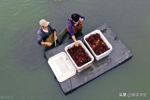 2023各地小龙虾上市时间表，吃货们快来看看你家附近是什么时候！