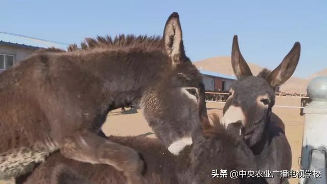 [农广天地]桑干河畔驴鲜 兔嫩