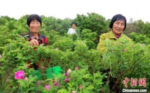 甘肃省野兔养殖(甘肃西峰巧打特色牌 农户从花海中走向致富路)