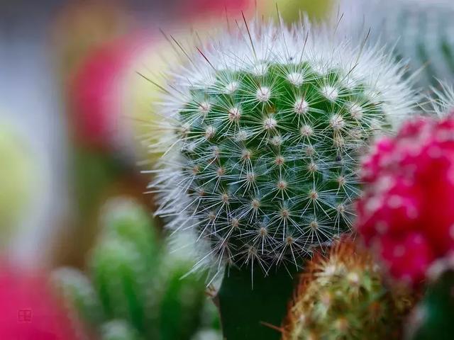 学会这么给花浇水，花长的更旺盛