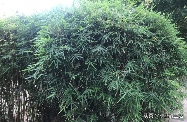 4种“财运竹”，养在客厅，富贵长寿“节节高升”