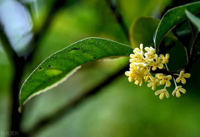 庭院桂花怎么养？教你5个种植方法，花开百朵满院香