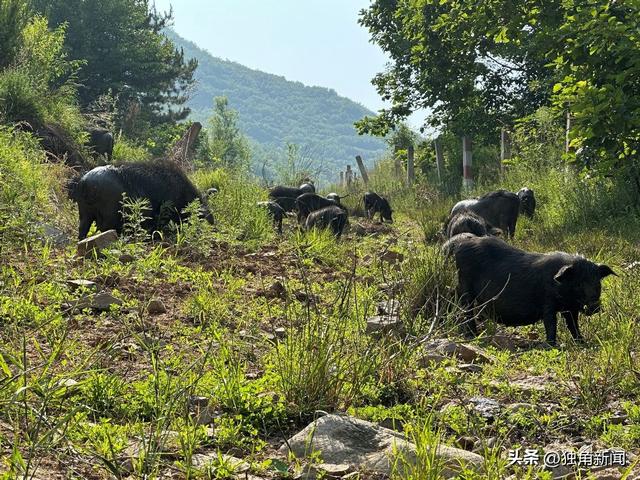 大连瓦房店市万家岭镇小寺庙村：养着藏香猪，走上致富路