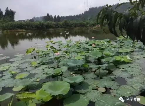 只养这种浑身黢黑鲫鱼，一亩鱼塘利润可达两万元