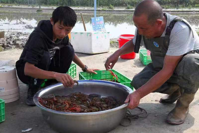 稻田养殖小龙虾 每亩纯赚6000元