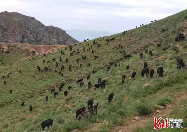 河北阳原：大山里的“溜达驴”遛出致富路