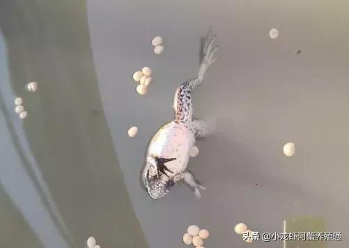 牛蛙摄食量大，谨防歪头腹水黑肝烂皮等症状，用对药才能长的快