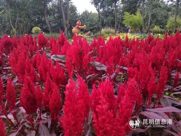 来花仙子花园，走进遍地鲜花的童话世界