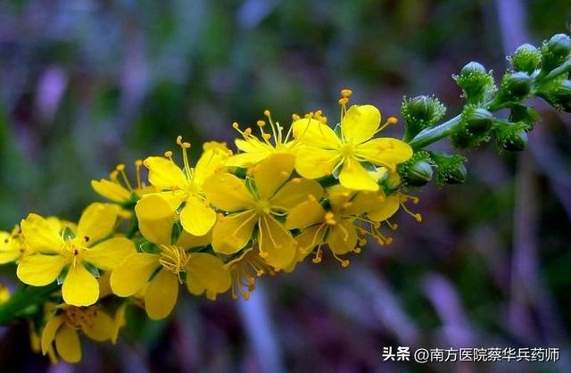 草名龙芽、药名仙鹤：上补肺肝脾，中能消积，下止泻痢，还能止血