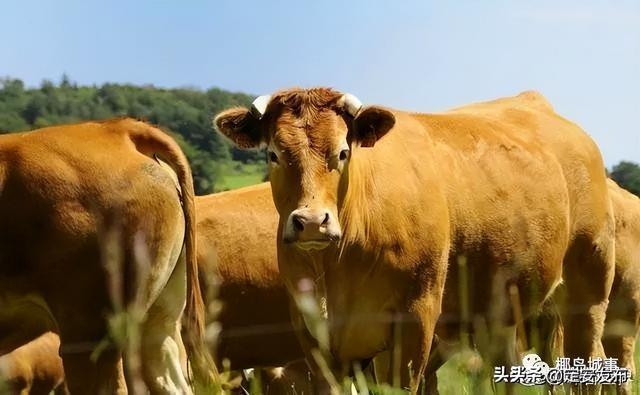 中秋国庆特辑丨定安仙沟牛肉为何很撩嘴，原来此地曾是琼北最大的牛墟镇