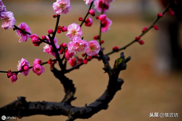 梅花为何被称为“花中之魁”？梅花鉴赏栽培技巧浅析，品千载暗香