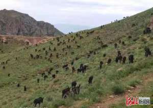 河北养驴养殖基地在哪(河北阳原：大山里的“溜达驴”遛出致富路)