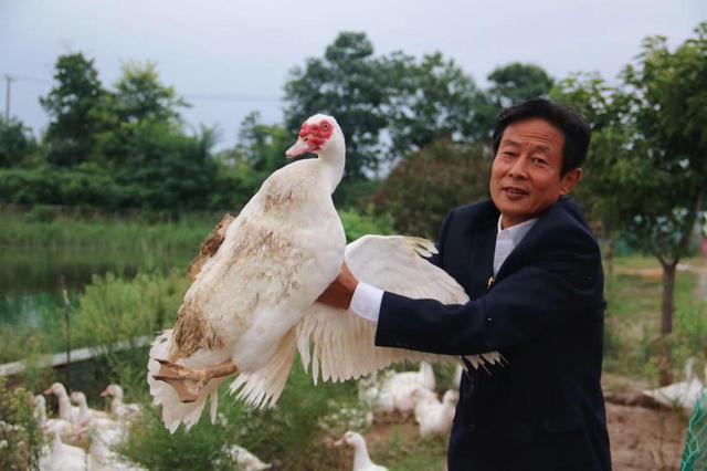 渭南市临渭区蒲阳村：红头雁带来致富新思路