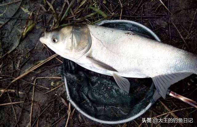 要想鲢鳙钓好，用饵技巧不能少！浅析浮钓鲢鳙的4个饵料搭配技巧