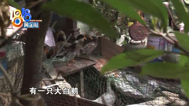 高档别墅区变成“养殖场”，鸡鸭鹅品种丰富