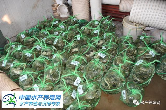 从2亩发展到近1000亩，这个大闸蟹养殖户今年平均每亩纯利超万元，他有什么秘诀？