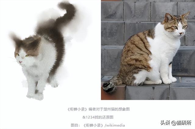 中华田园猫大起底！据说这种猫，天下第一...