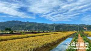 稻田养殖大闸蟹(「二十大时光」宝鸡岐山：稻谷飘香蟹肥美 一片稻田双丰收)