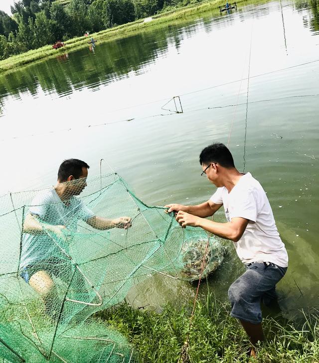 高坪“海味”！10万斤南美白对虾迎来丰收