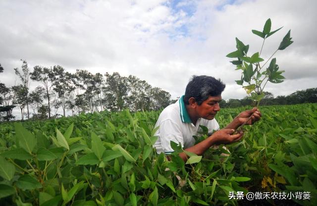 菌肥：一年用几次？什么时间用？每次用多少量？怎样使用效果好？