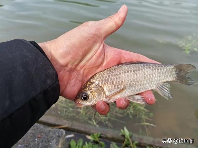 土鲫真的长不大？用这种笨办法，立刻区别土鲫、银鲫和工程鲫