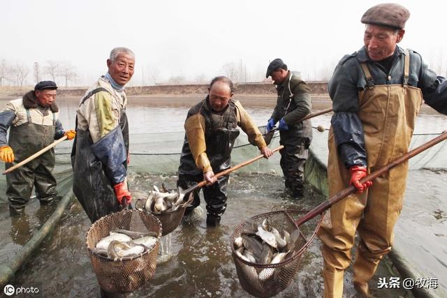 「名特水产」鳜鱼：从养成到育苗，这条鱼究竟贵在哪里？